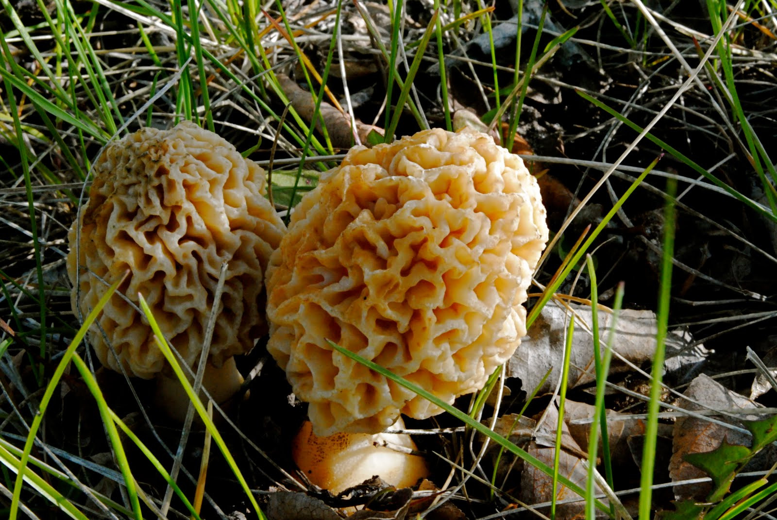 Wild Morel Mushrooms
 Make Delicious Happen Wild Morel Mushrooms