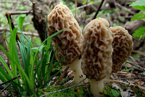 Wild Morel Mushrooms
 Morels Hunting for Wild Mushrooms Eat Drink Better