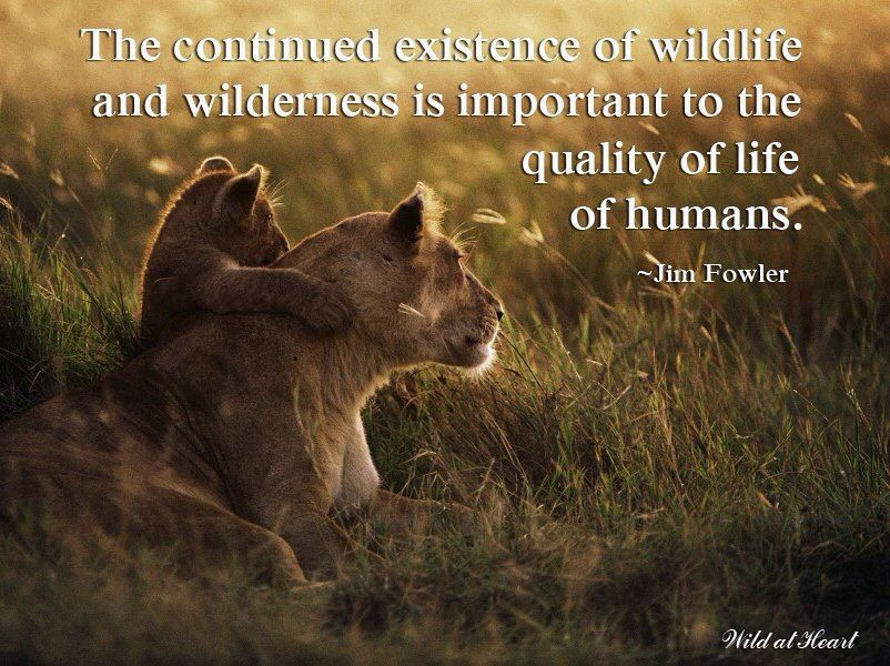 Wildlife Conservation Quotes
 World Wildlife Day 2020 Inspiring Quotes Slogan Themes