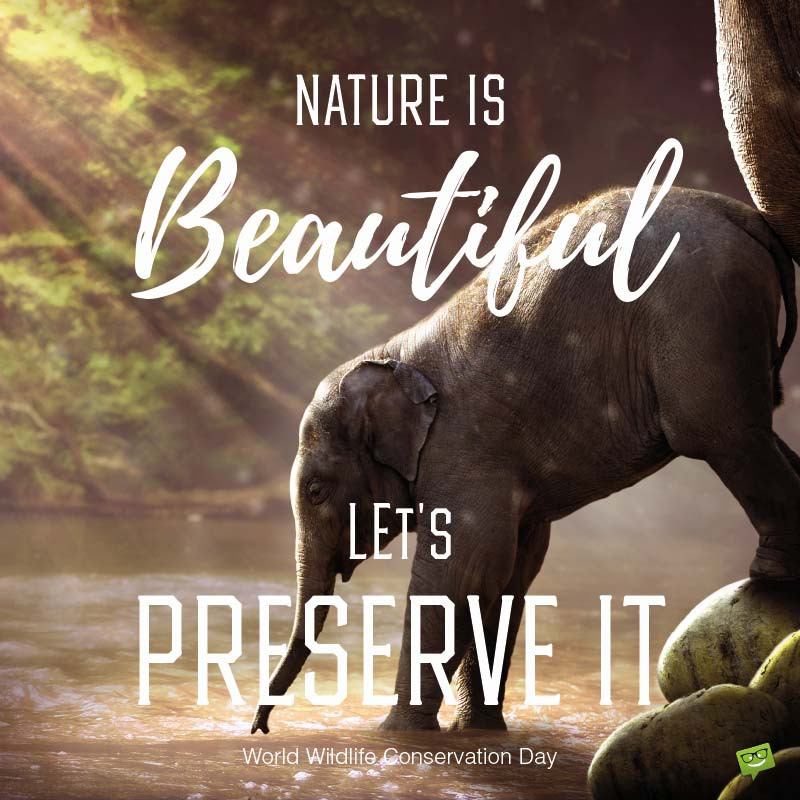 the-best-wildlife-conservation-quotes-home-family-style-and-art-ideas